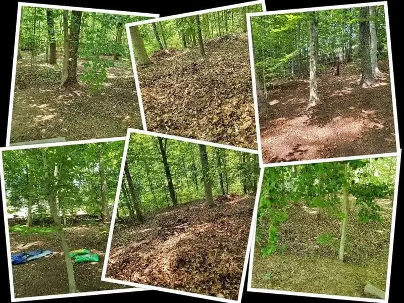 Wooded backyard slope before and after a leaf cleanout