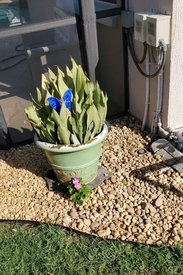 The same river-rock bed weeded clean around the planter